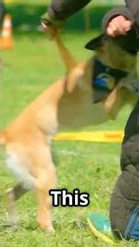 this out of control dog surprised everyone #Malinois #behavior
