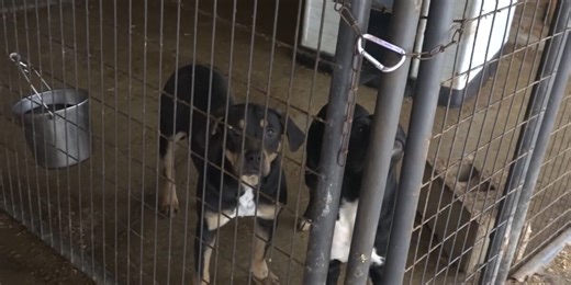 This humane society says it will no longer accept pit bulls or pit bull mixes