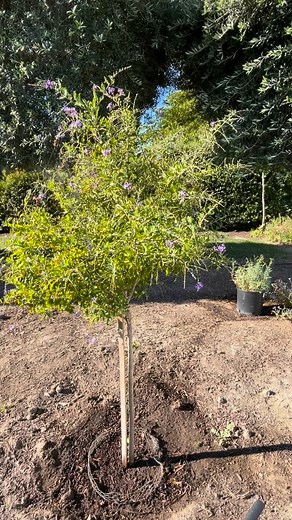 Something new… never shaped a tree before! It seriously requires ruthlessness, I had to grow some inside me before I started! But once I got started… watch out. Gorgeous California fall day! Next video shows the result. This adventure became episodic… (Are chimes just the BEST man-made thing in the garden?? Yes!) 🎶💫🎵#garden #startsmall #hugatree #excellentstressreliefforweirdworld | Friends of Susan Branch (F.O.S.B.)