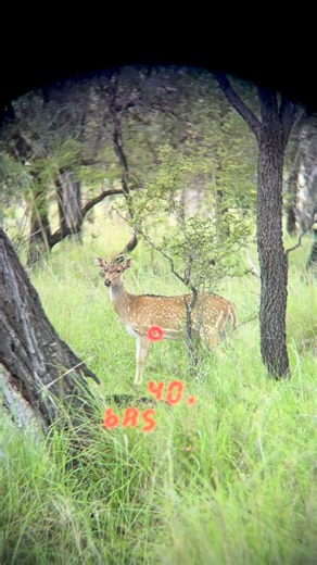 Guided Chital Deer Hunts on Instagram: "Getting close and observing natural chital deer behaviour is what we strive for. It’s these encounters that make lasting memories and ensure our clients leave better hunters than when they first arrived."