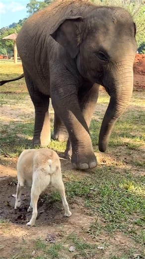 dog and elephant funny shorts#youtubeshorts #shortsfeed #elephant #wildlifeconservation #animalworld