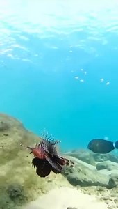 At Phinda Private Game Reserve , your safari can extend from the terrestrial into the marine realm! The reserve is just a short drive from Sodwana Bay, a world-renowned location for snorkelling or diving, where you can see an abundance of different fish and marine mammal species. This devil firefish is just one of the strikingly beautiful fish species which can be seen in the waters along South Africa's stunning coastline. ---------- Explore Sodwana Bay and other adventure at andBeyond Phinda Pr