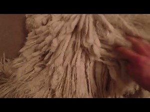 Komondor grooming chat