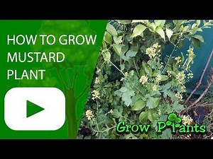 How to grow mustard plant