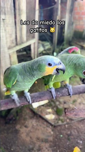Parrots are afraid of cats 🐱 #cat #videos