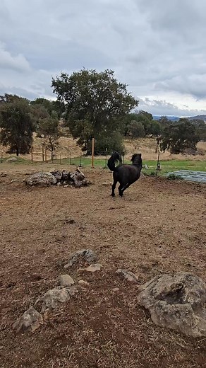 2.3K views · 111 reactions | GO BOLERO GO. Bolero is one of our forever stays. Rescued from a kill pen in Texas. Suffering from Pneumonia and Fur Fungus. He is the king of the herd. Always looking out for everyone. Here@Itty Bitty❤️ | Itty Bitty Mini Horse Rescue | Facebook