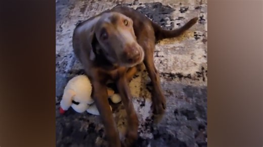 Previously paralyzed dog realizes he can walk again