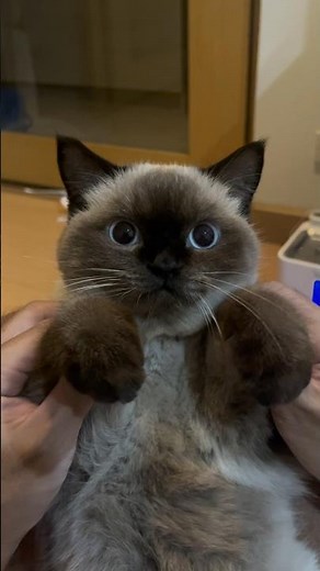 Trying To Appear Intimidating 😂