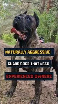 Naturally Aggressive Guard Dogs That Need Experien#dog #youtubeshorts #animals #pets #shorts