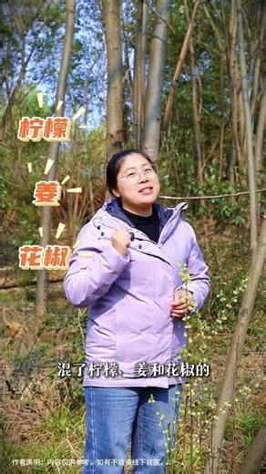 Golden Leaves Unveil Spring's Magic