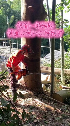 傾いた幹倒して行きます慎重に😊 #林業 #ツリークライミング #特殊伐採