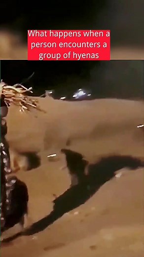 Encountering Hyenas: A Woman's Unexpected Journey