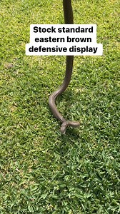 This is pure defense. Eastern Brown Snakes don’t chase people—they react to movement, which they often perceive as a threat. Their first instinct is to escape, not attack, and they’ll do everything they can to avoid confrontation. They won’t waste their venom unless they feel there’s no other option. If left alone, they’ll move on without incident. #Snake #australia #education | Barossa Reptile Service - Snake Catcher