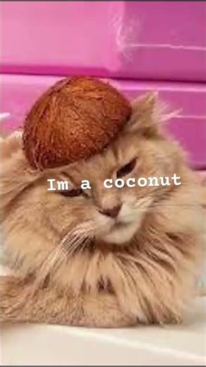 #funny #comedy #song #food #cocomelon #fypシ゚viral #roblox #catmemes
