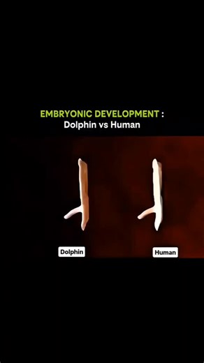FactBite on Instagram: "Life unfolds in fascinatingly similar ways-comparing dolphin and human embryos reveals nature's hidden patterns Dolphi At first glance, dolphins and humans seem worlds apart, yet their embryonic development shares striking parallels. In early stages, both embryos exhibit gill-like structures, tail buds, and limb paddles.Human These features reflect evolutionary history, showing how species diverged from common ancestors while retaining fundamental developmental blueprints