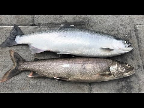 August 2020 Jigging Kokanee and Lake Trout Flaming Gorge