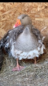 869K views · 5K reactions | Beautiful Sebastopol謹 #goose building her nest諸 | MrGeese | Facebook
