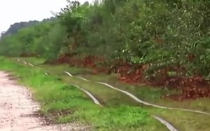 世界最烂铁轨集锦，火车跑起来像水蛇游动