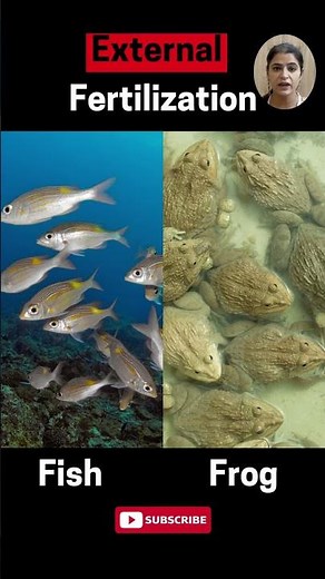 "External Fertilization: Nature's Unique Reproductive Strategy #Reproduction #Biology #Science”
