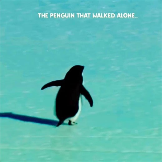 The Penguin That Walked Alone…”