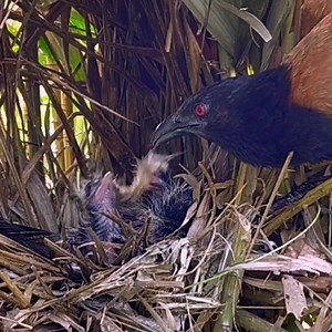 14K views · 1.3K reactions | Naughty lathe cubs crave food until it almost falls out of the nest | Review Bird Nest | Facebook