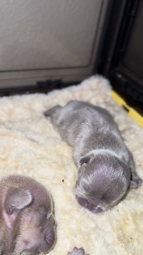 The pups are growing strong 💙 One little fighter isn’t feeling well and needs Clavamox—prayers