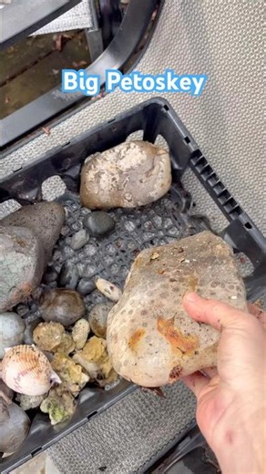 Thankful to have a large lapidary grinder to handle this big #petoskey #chicksthatrock #rockhound