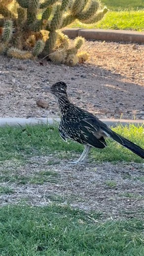 This female Roadrunner seemed to be working things out with these Cottontail Rabbits who were lounging on his hunting grounds yesterday. | Jeremy Johnson Photography