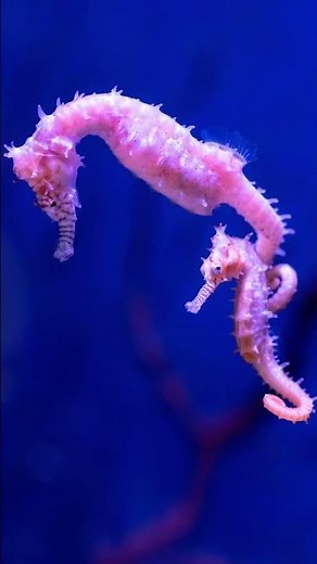 El sorprendente proceso de gestación de los caballitos de mar