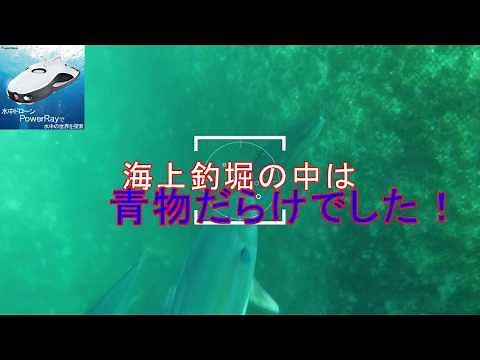 海上釣堀動画2