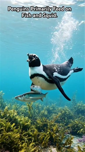 🐧🍽️ The Animal Kingdom | What Do Penguins Eat?