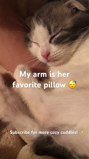 Kitten Shirasu Snuggling and Sleeping on My Arm 🐱 So Cozy