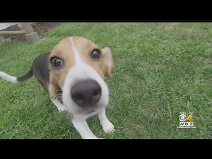 Fifty rescued beagles come to Massachusetts for adoption