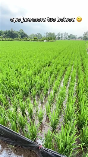 Gareng Reng: Nostalgia and Laughter