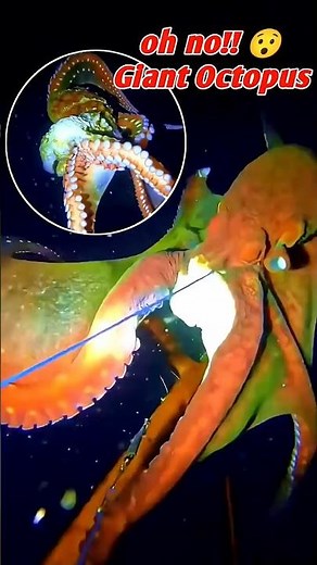 Catching a Giant Octopus With Bare Hands Underwater! #octopus #giantoctopus #spearfishinglife