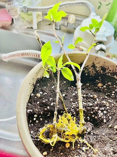 2021年一昨年の生花のクチナシの花を水栽培して8ヶ月程した時根が出て来たので4月の半ばに土に植えたよ🥰💖 #上新庄 #最高の人生