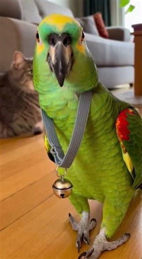 The Story Behind a Cat Collar Turned Parrot's Medal of Honor