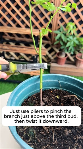 Proper rose care #gardeningmakesmehappy #gardeningaustraliamag #gardeningday #gardeningideas #gardeningphoto | Gardening love | Facebook