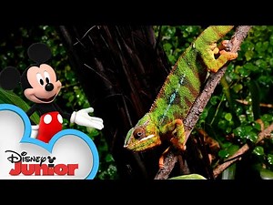 Rainforests 🐸 | Disney Animals | Mickey Mouse Funhouse | ‪@disneyjr‬