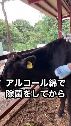 [Taking cow temperatures] How to measure