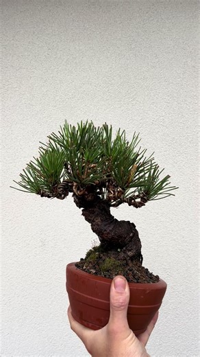 Exploring Japanese Black Pine and Shohin Culture