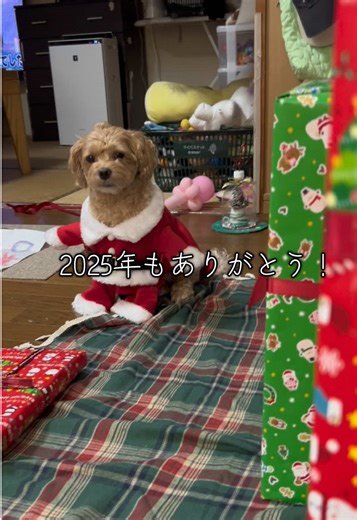 #2025 #ありがとう#犬#面白い