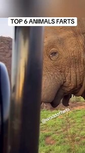 Top 6 animals farts ! Animal farting, farting animal, farts, animals fart | Thefart machine