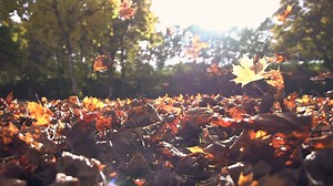 Autumn Leaves Fall Season Nature Colorful Stock Footage SBV-306543272 - Storyblocks