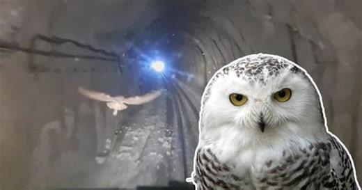 Magical moment real-life Hedwig glides through train tunnel