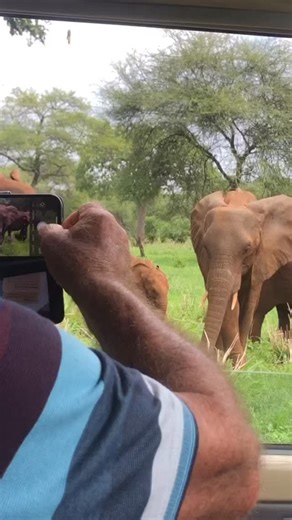 Safari in Tanzania on Instagram: "Brown color-Elephants have mastered their own all-natural skincare routine through dust and mud bathing, a behavior that’s as clever as it is essential. On hot days, they joyfully coat their skin in dust or mud, creating a protective layer that works like sunscreen against harsh UV rays, keeps their massive bodies cool, and repels biting insects and parasites. This dusty shield also helps exfoliate old skin, keeping it healthy and resilient in the extreme climat