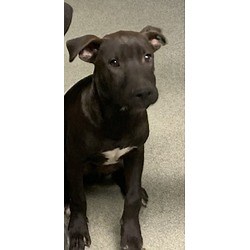 Los Lunas, NM - American Pit Bull Terrier. Meet 56510543 a Pet for Adoption - AdoptaPet.com