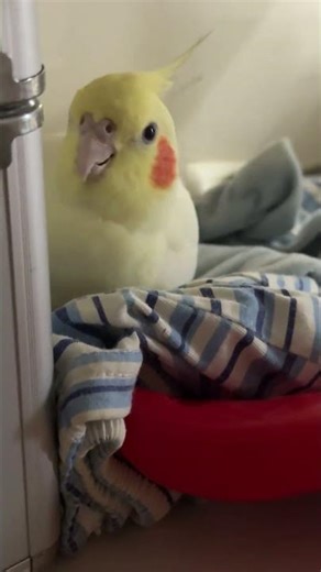 凶的样子也可爱An Angry Parrot: Could You Resist This?#cockatiel #birds #parrot #cute #pets #治愈系 #shorts