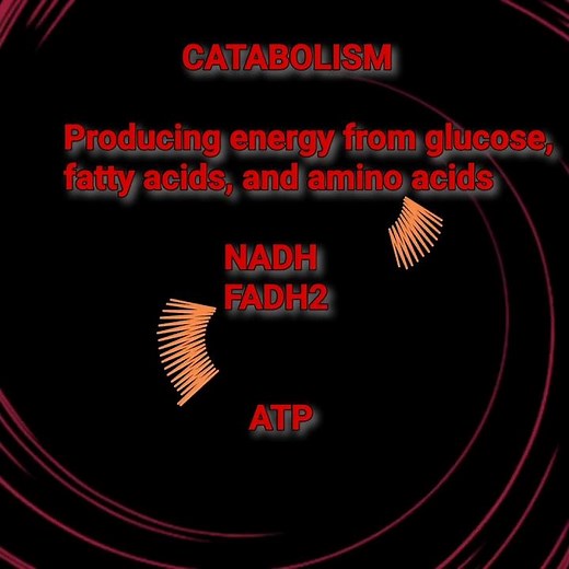 Metabolism: Definition @Metabolism Made Easy