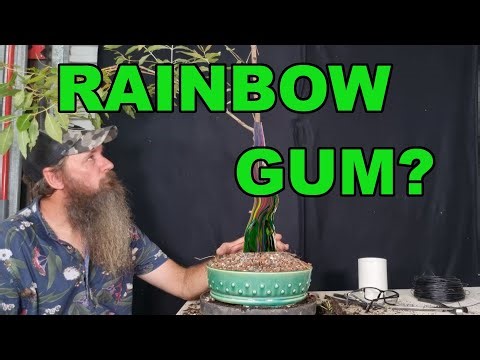 RARELY used Bonsai species takes its first steps.